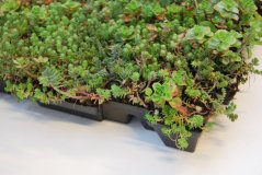 Vegetační dlaždice Click and Go Light 0,21m2