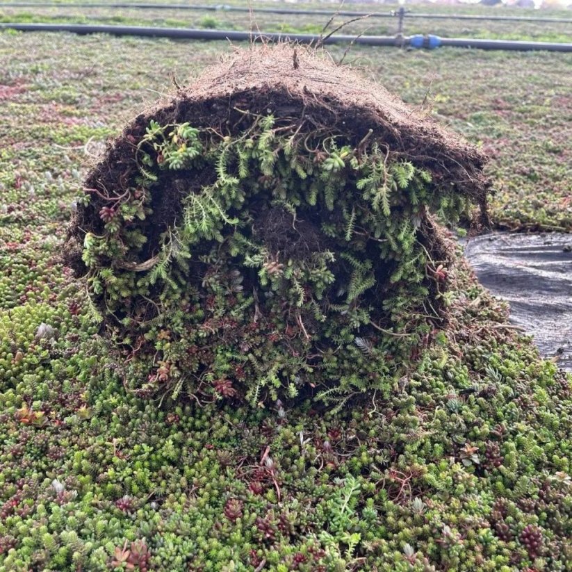 Koberec Rozchodníkový